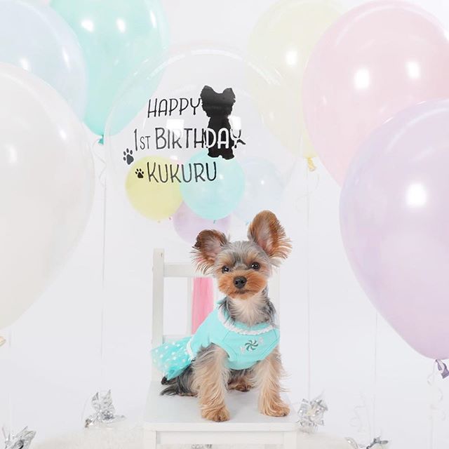ペットのバースデーバルーン